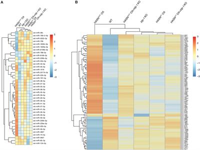 Dysregulation of MicroRNAs and PIWI-Interacting RNAs in a Caenorhabditis elegans Parkinson’s Disease Model Overexpressing Human α-Synuclein and Influence of tdp-1